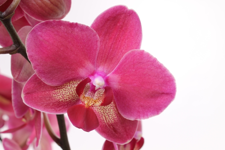 фаленопсис даймонд. орхидея вероника фаленопсис. фаленопсис даймонд. орхидея phalaenopsis diamond king. фаленопсис даймонд.