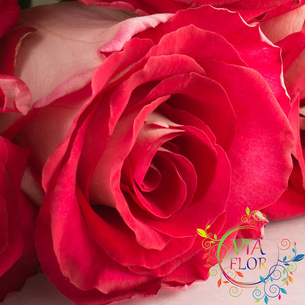 Rose Irina VIAFLOR Delivery of bouquets of roses in Kharkov VIAFLOR