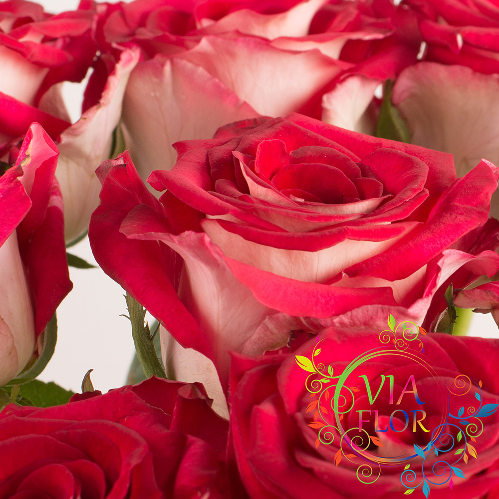 Rose Irina VIAFLOR Delivery of bouquets of roses in Kharkov VIAFLOR